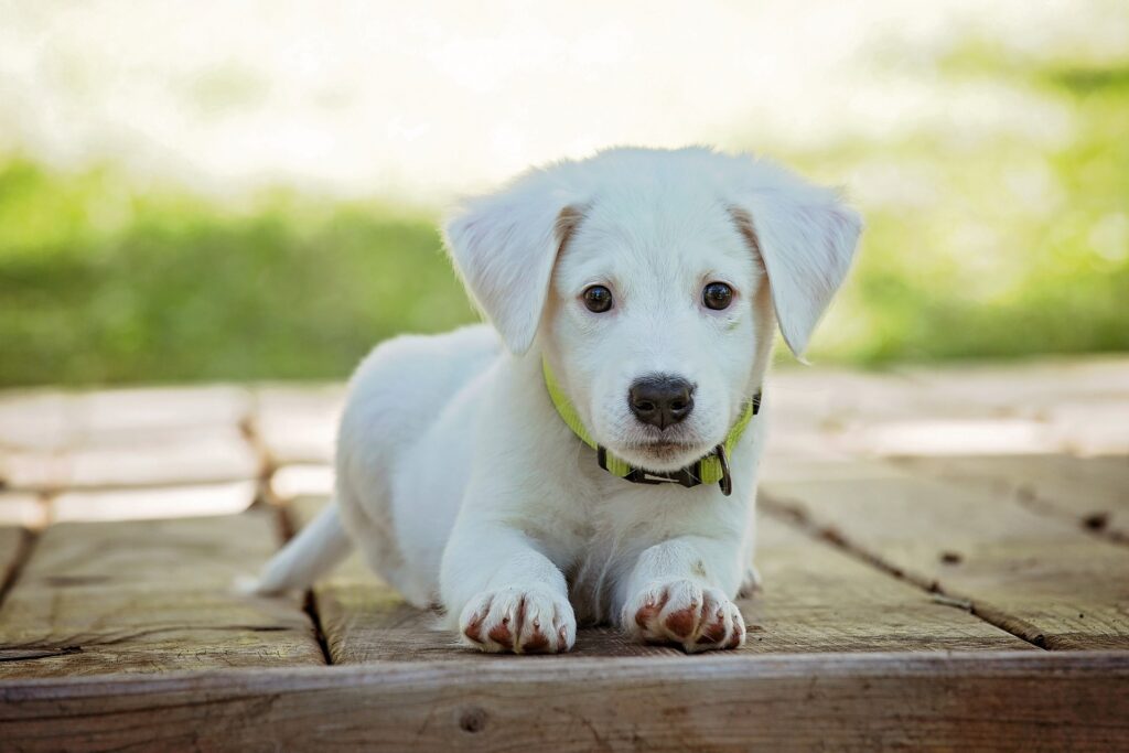 【墓地や霊園でのペット事情】お墓参りに犬や猫などのペットも連れていきたい！